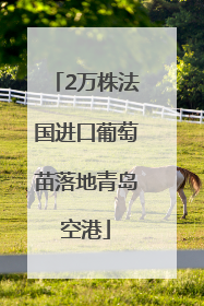 2万株法国进口葡萄苗落地青岛空港